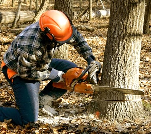 Tree Removal in Clarksville, IA